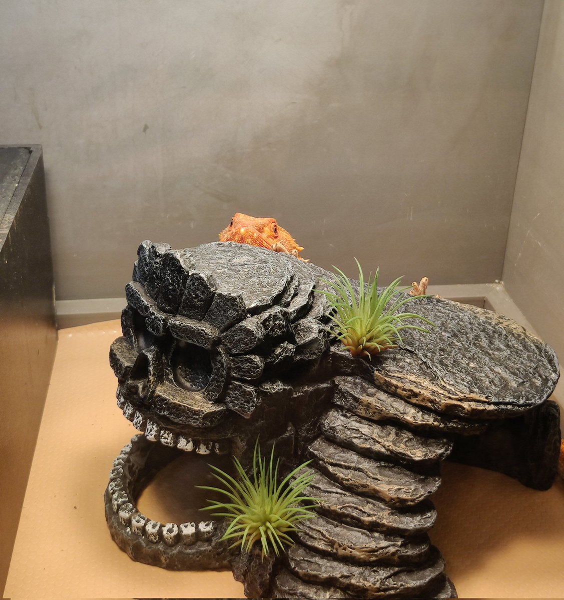 GothicWitchTea's tweet photo. Peekaboo dragon
#beardeddragon #ababy #smolfirelizard #ophelia https://t.co/UNYaKHZUVO