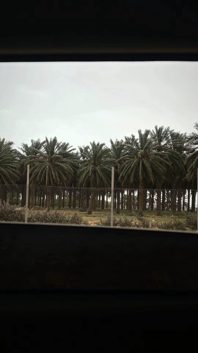_s_1435's tweet photo. منظر النَخيل أكثر شيء شاعري بالدنيا ❣️.. https://t.co/c7AFV00Fcm