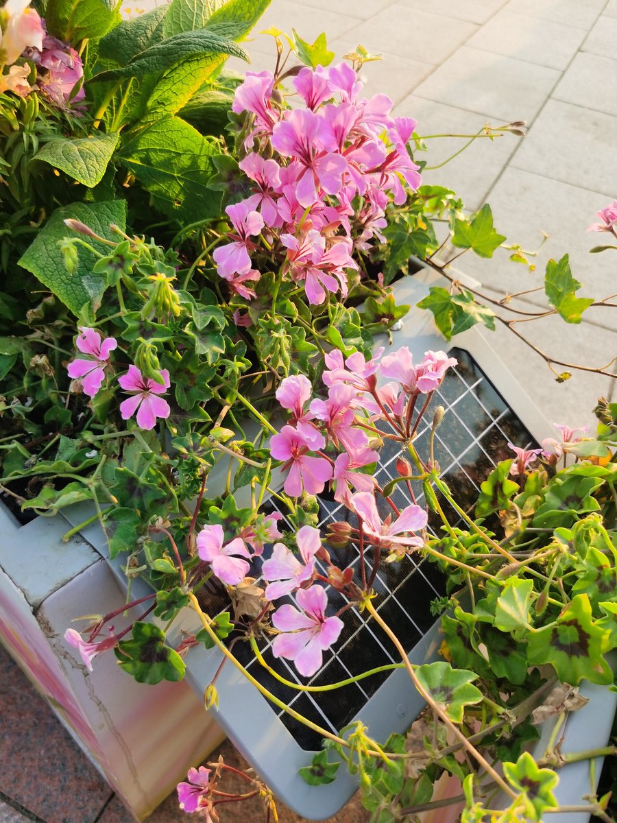 story_qhd's tweet photo. 🌿 Smart flower boxes are revolutionizing urban greening! Solar-powered for self-energy, rainwater-harvesting for eco-irrigation, and app-controlled for real-time management. No wiring, zero electricity costs—green tech made easy! #SmartCity #GreenTech #UrbanInnovation #FlowerBox https://t.co/s4AjhTyApN