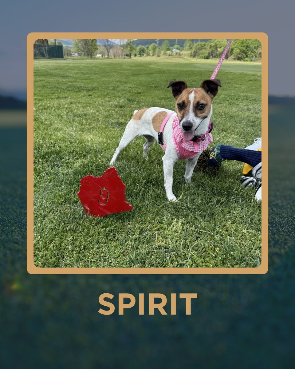 5ClubsGolf's tweet photo. Golf Dogs of the Week 🐾

Bella. Spirit. Gus. Riptide.

From Quail Hollow to 9-hole tracks — these are the real stars of the course.

Got a golf dog? Send them in: dogs@5clubsgolf.com

#DogsOfTheWeek #GolfDogs https://t.co/cxNASQaQmQ