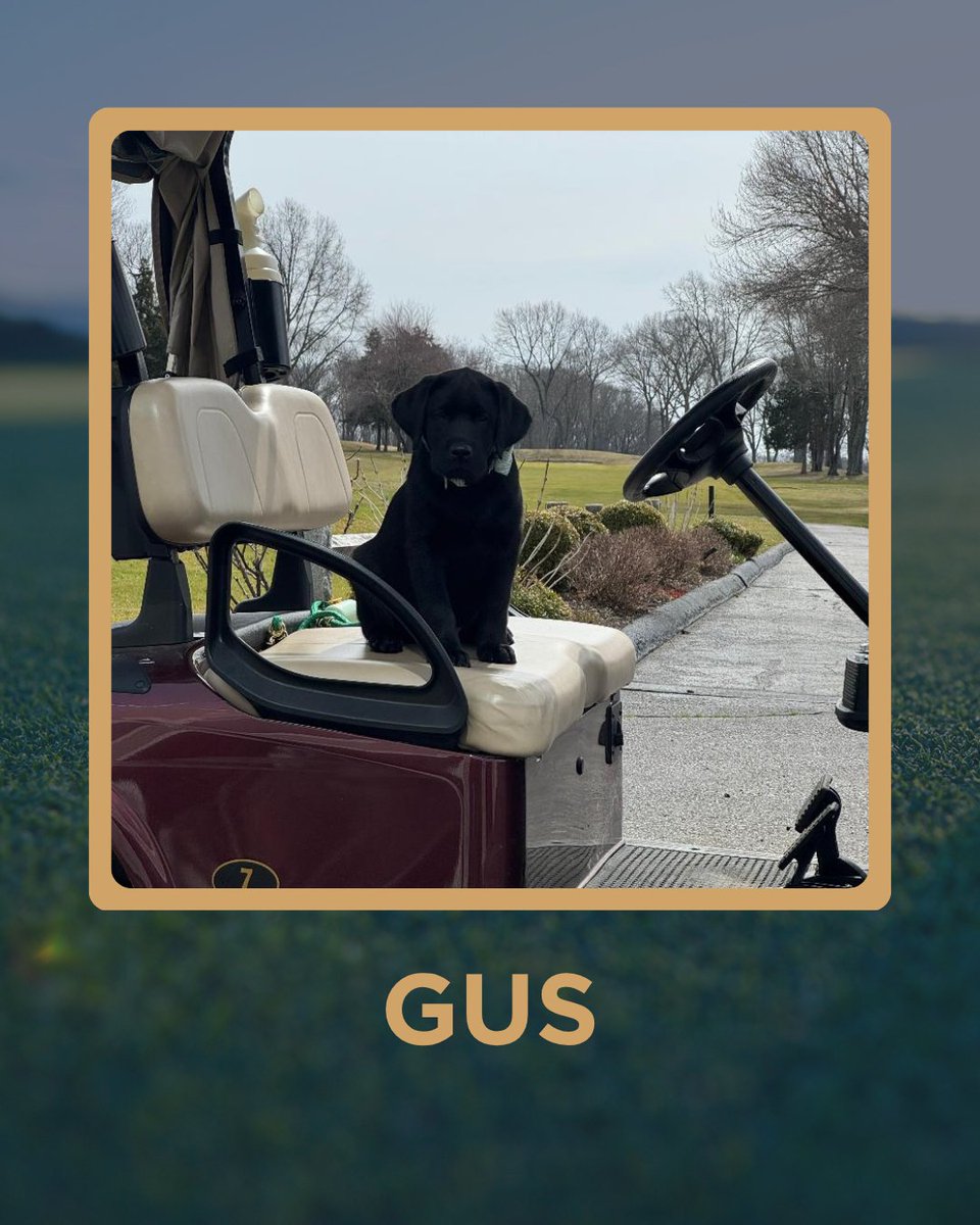 5ClubsGolf's tweet photo. Golf Dogs of the Week 🐾

Bella. Spirit. Gus. Riptide.

From Quail Hollow to 9-hole tracks — these are the real stars of the course.

Got a golf dog? Send them in: dogs@5clubsgolf.com

#DogsOfTheWeek #GolfDogs https://t.co/cxNASQaQmQ