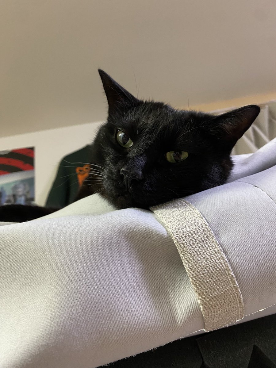 猫屋敷 猫屋敷家 - Twitch