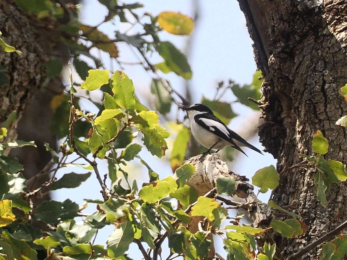 birdingstockho1's tweet photo. Morocco part 5: Amazing oak forests at Ifrane with fresh Atlas Pied Flycatchers and Maghreb Owl, and ancient cedar forests at Col du Zad. #BirdsSeenIn2026 #Ifrane #birding https://t.co/Vi3tKNkRP9