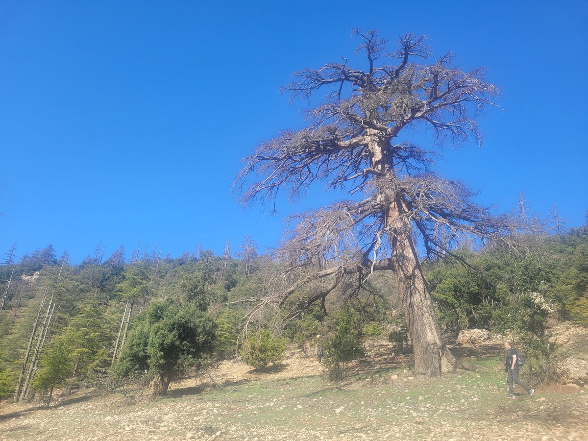 birdingstockho1's tweet photo. Morocco part 5: Amazing oak forests at Ifrane with fresh Atlas Pied Flycatchers and Maghreb Owl, and ancient cedar forests at Col du Zad. #BirdsSeenIn2026 #Ifrane #birding https://t.co/Vi3tKNkRP9