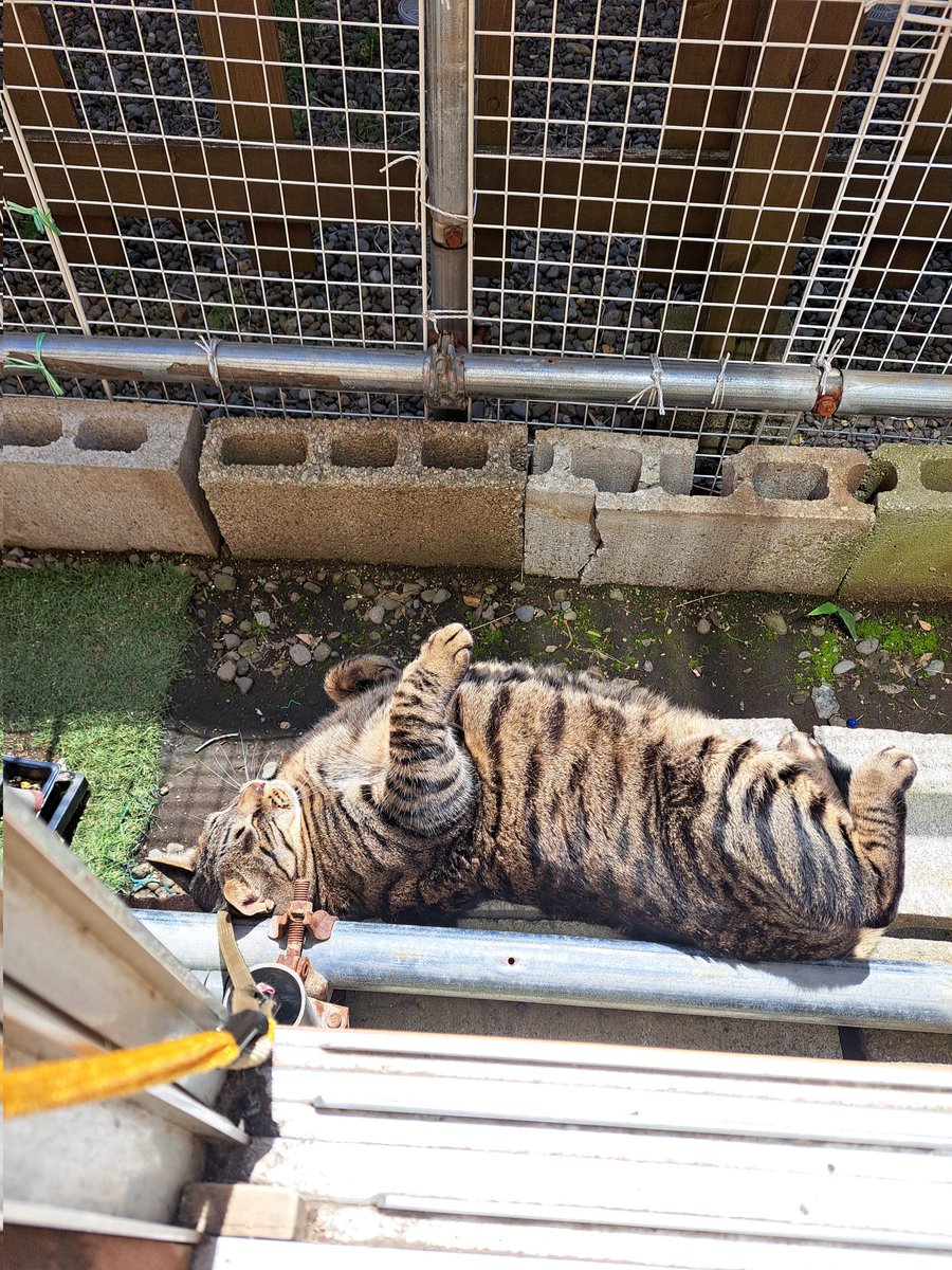 SAOkiritosuki's tweet photo. ①久しぶりのいい天気に喜ぶチビトラ
②コロンコロンするチビトラ
③そして落ちたチビトラ
にゃああんと鳴いてましたｗｗｗ

#猫　#猫好き　#猫のいる生活 https://t.co/FHP8OvCgkg