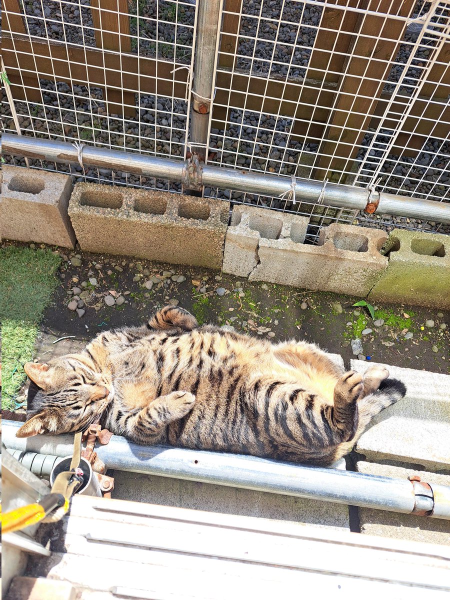 SAOkiritosuki's tweet photo. ①久しぶりのいい天気に喜ぶチビトラ
②コロンコロンするチビトラ
③そして落ちたチビトラ
にゃああんと鳴いてましたｗｗｗ

#猫　#猫好き　#猫のいる生活 https://t.co/FHP8OvCgkg