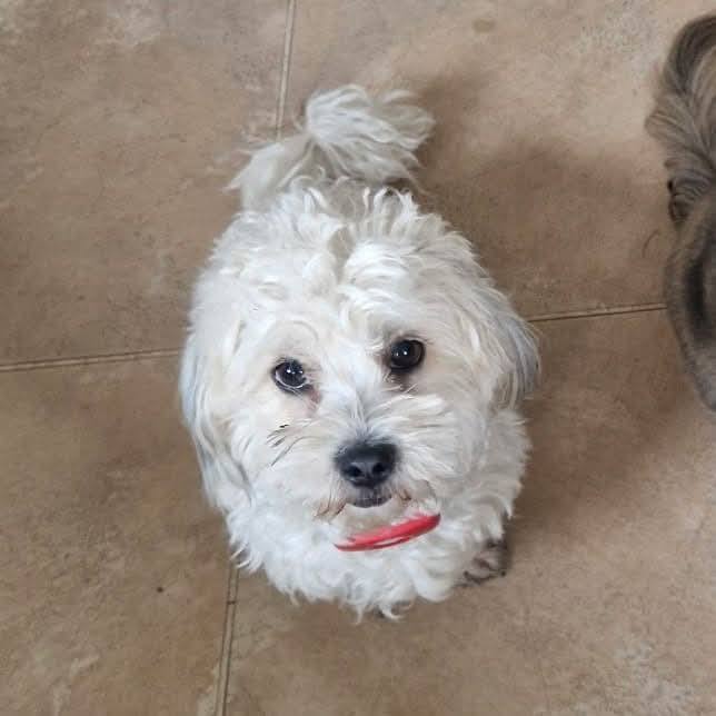 Rescue dogs for rehoming tweet media