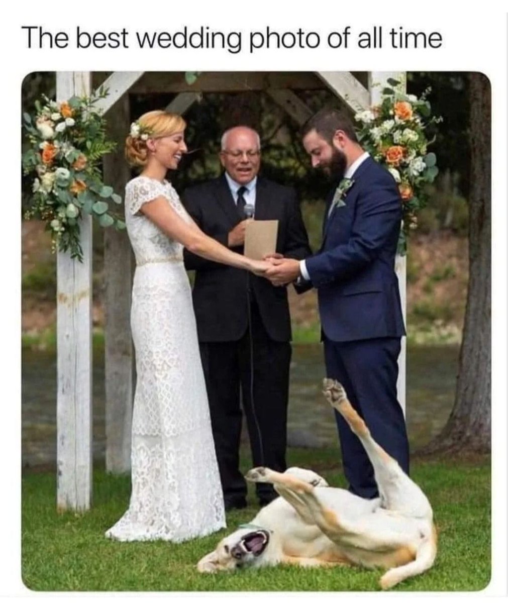 everything dogs 🐶 tweet media