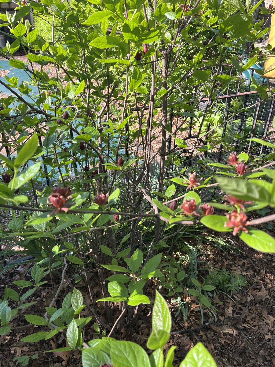 Epitopic's tweet photo. Nothing could be finer than to be with Carolina in the morning….
(Carolina allspice, I mean. And her friend Violet, too.) https://t.co/JU1M7I39r3