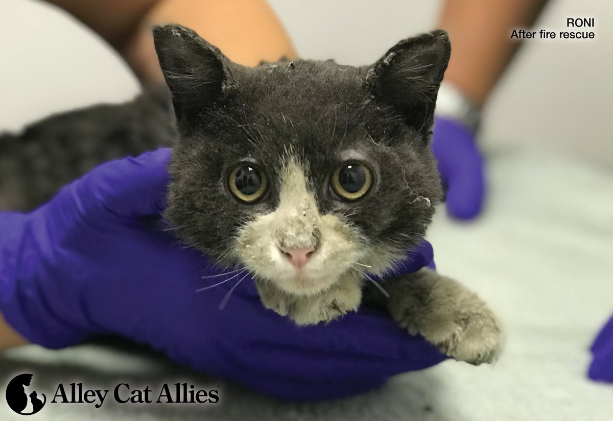 Alley Cat Allies tweet media