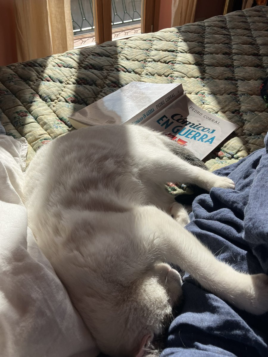 BarilliAyanta's tweet photo. Sol de gato. https://t.co/JP0RGIuDrW