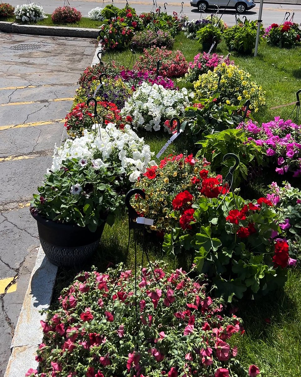 fsourcefcu's tweet photo. Last call for plant lovers! Stop by our Plant Sale today until 5 PM or Saturday from 9 AM–12 PM. Shop beautiful blooms from the Flower Barn in Ilion  while supporting a great cause—a portion of the proceeds benefit Anita’s Stevens Swan Humane Society. Don’t miss it! https://t.co/iofH1JNWoP