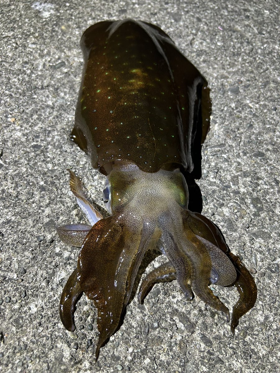 tsuritter🎣翔也 tweet media
