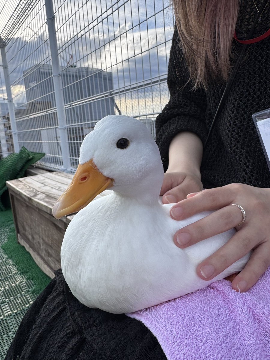 己稀 / 実稀 tweet media
