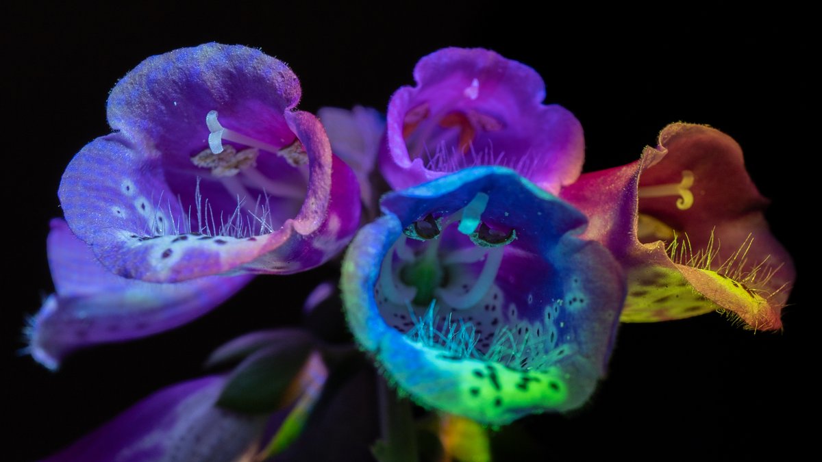 justinrobiewood's tweet photo. Refining my organic projection tools in @ghostarcadelive with some macro experiments. https://t.co/ybL3uEMJo0