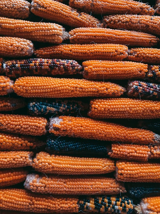 El #MaízTransgénico ejemplifica cómo la edición genética se usa para insertar genes de bacterias y helechos en semillas comerciales.
🌽⚠️Esto refuerza un modelo de monocultivos y agrotóxicos controlado por solo 4 grandes empresas globales.
Conoce más vía <a href="/PdPagina/">Pie de Página</a>