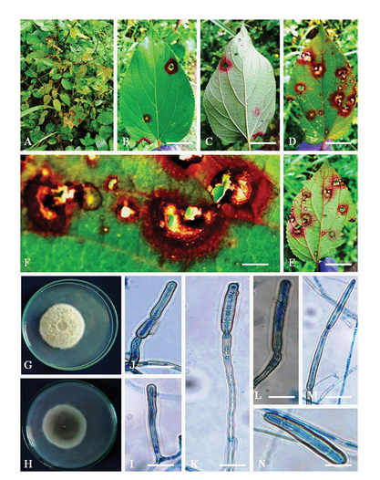 Canadian Journal of Plant Pathology tweet media