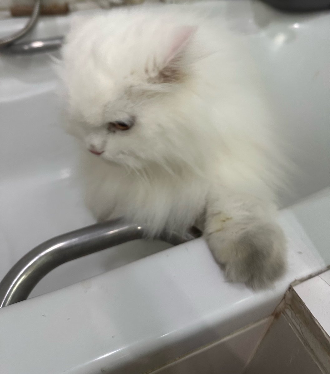 นีนี่ฮุนฮุนเป็นน้องพี่หมี🐻🐱 tweet media