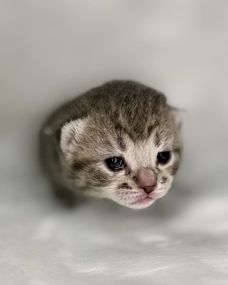 Cat 🐸💤 ~ 🍊 tweet media