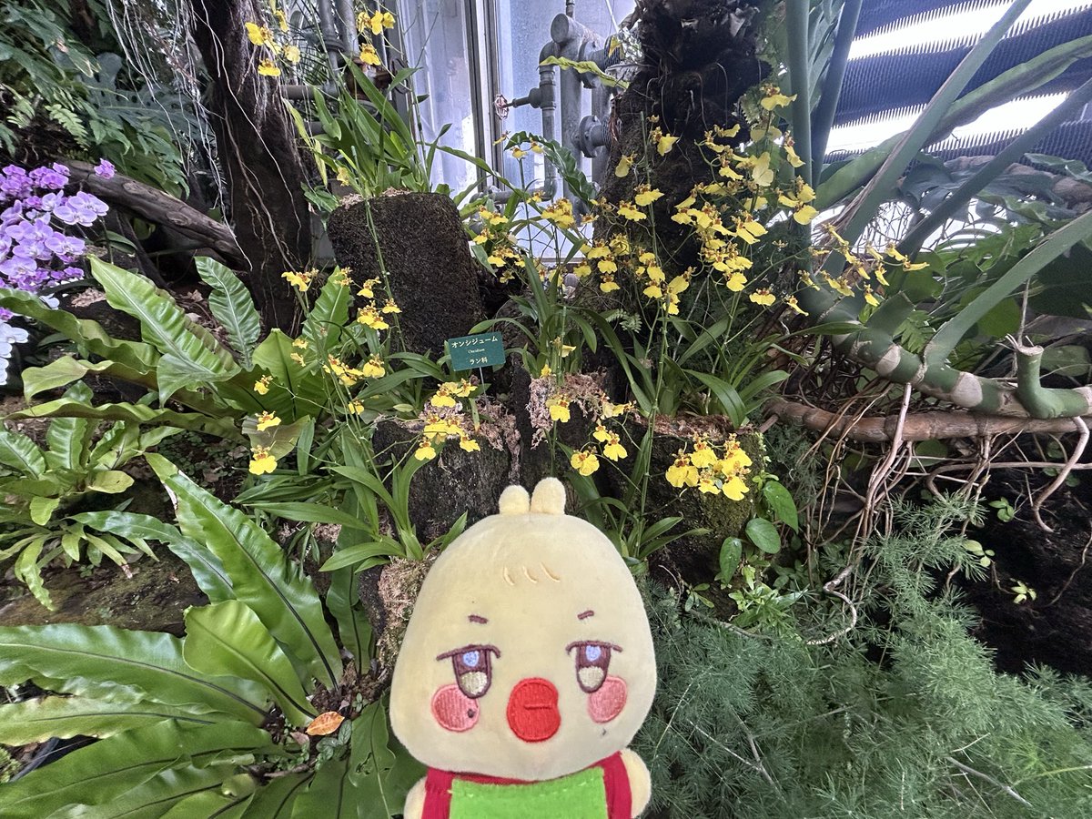 capcap_pyon's tweet photo. ✨🌼🪻🌼🪻✨ https://t.co/10Egw0reY5