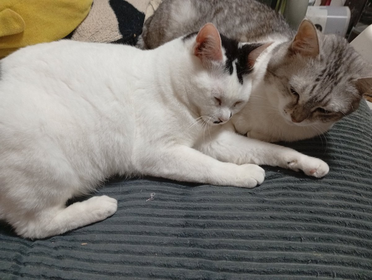 kasai5656's tweet photo. 仕事が休みの日は、愛猫達と寝て過ごすだけで１日が終わるけど何にも問題がない。 https://t.co/RzmOvK5S3G