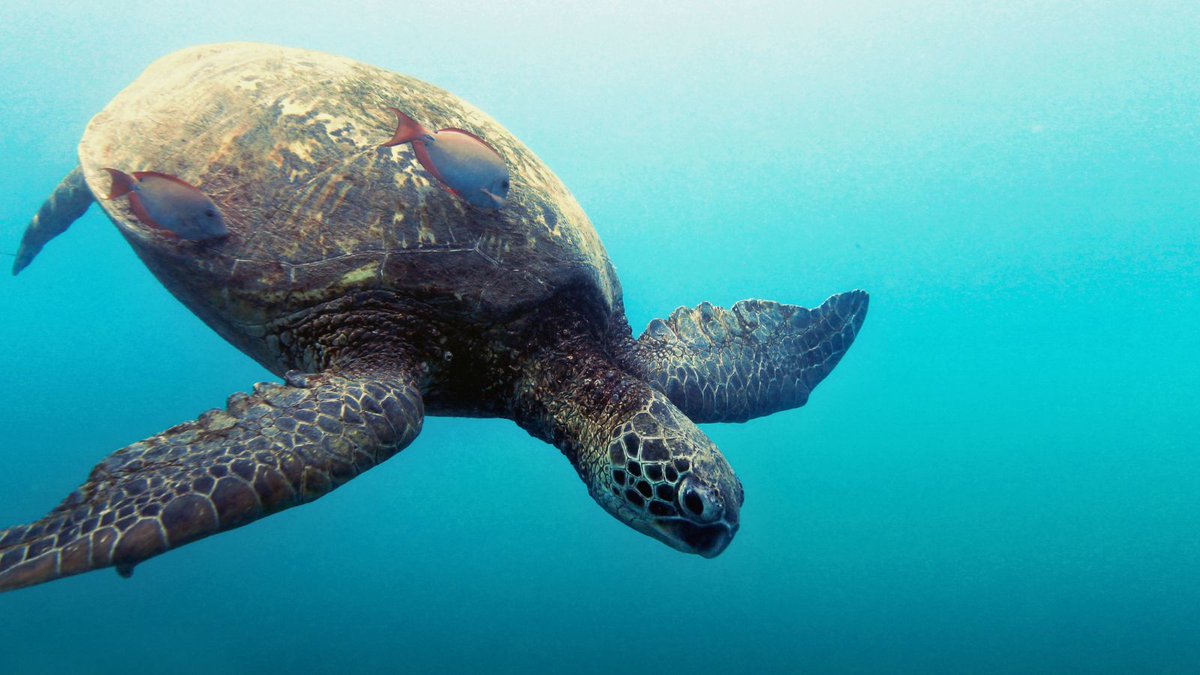 World Animal Protection tweet media