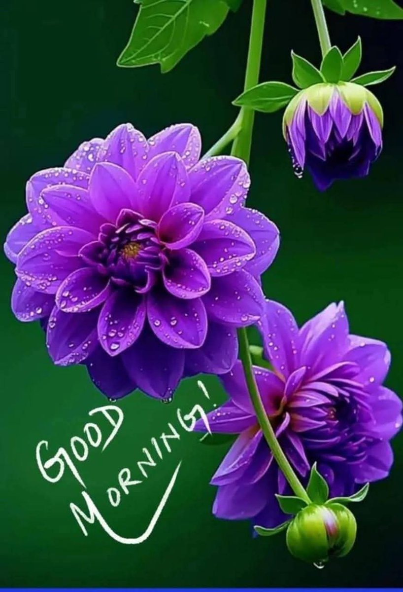 🕊️आजाद पंछी 🕊️ tweet media