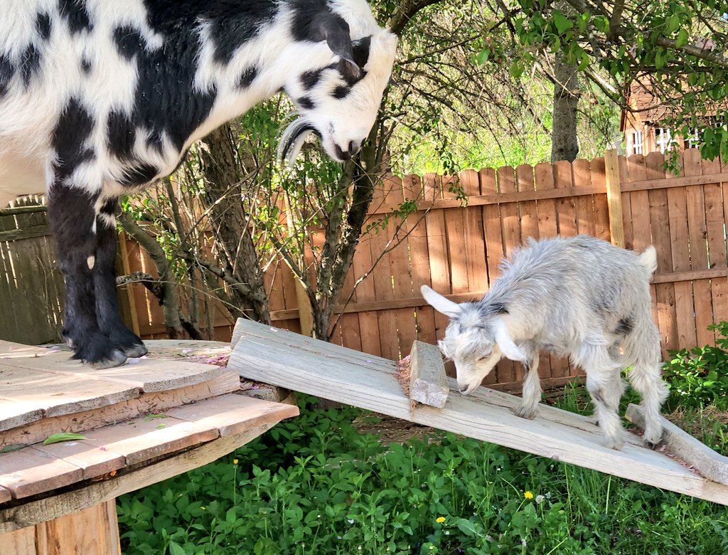 🐐Winston🌈Thatcher🌈Domino, Walnut, Jasper🐐 tweet media