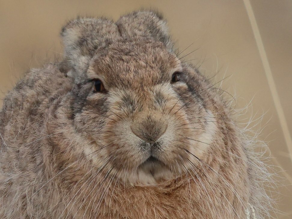 Bunnies tweet media