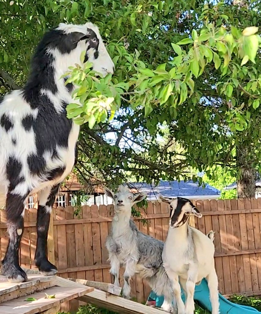 🐐Winston🌈Thatcher🌈Domino, Walnut, Jasper🐐 tweet media