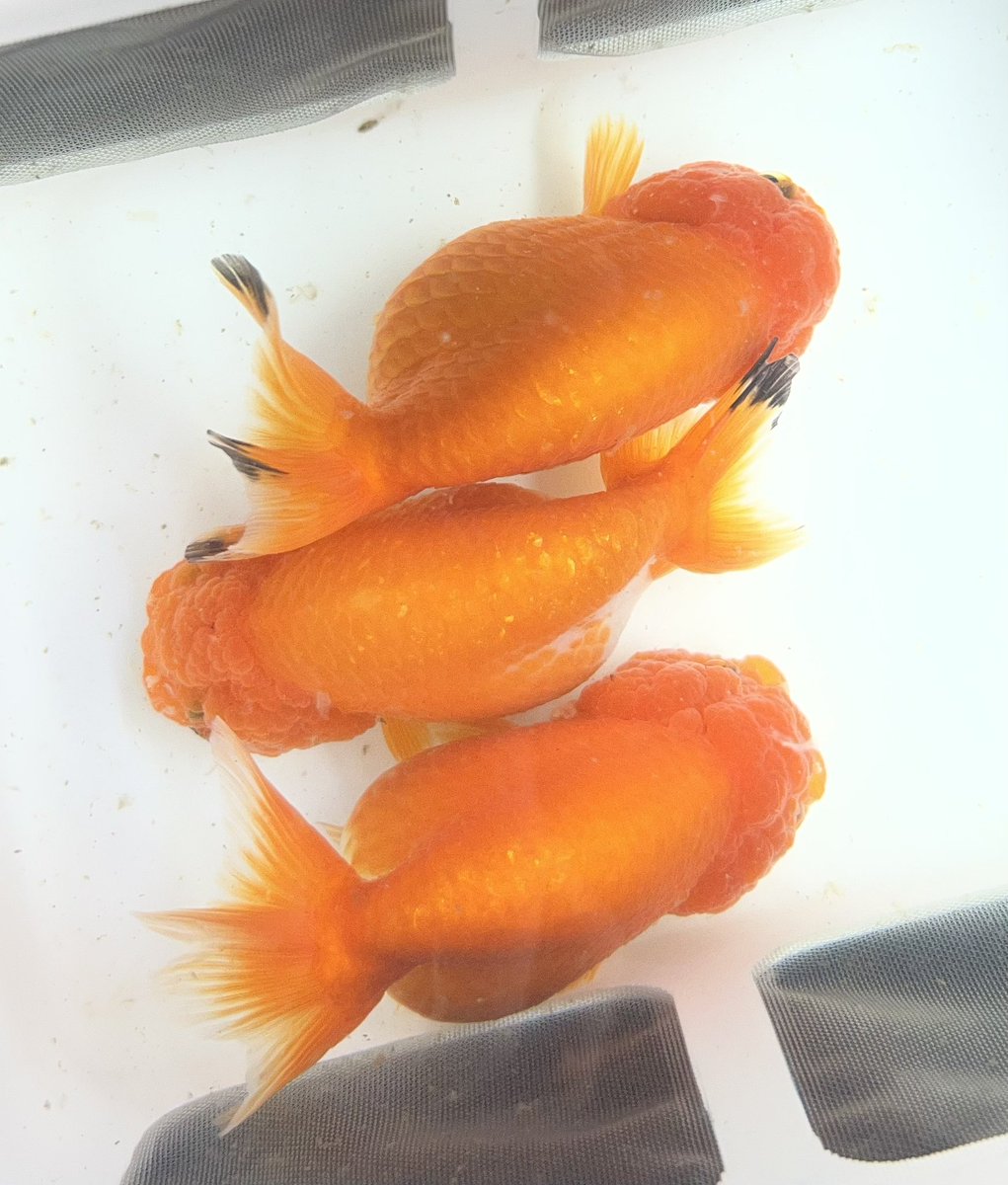 金魚入荷！ 中国産 もみじらんちゅう 9〜10㎝ 中国産 メノウらんちゅう