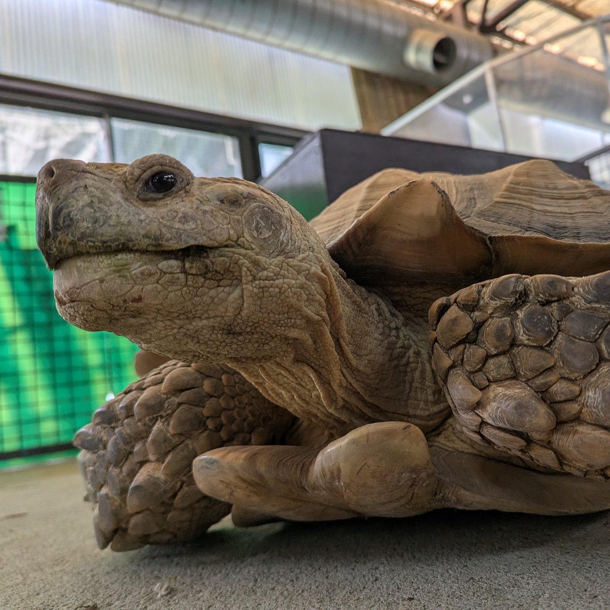 5月23日は「#世界カメの日(#WorldTurtleDay)!!」 『カメについて知り