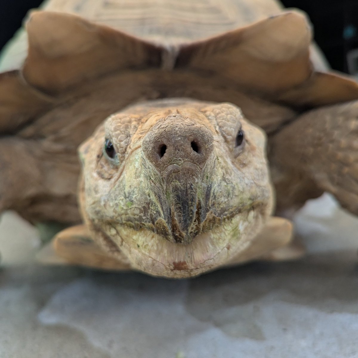5月23日は「#世界カメの日(#WorldTurtleDay)!!」 『カメについて知り