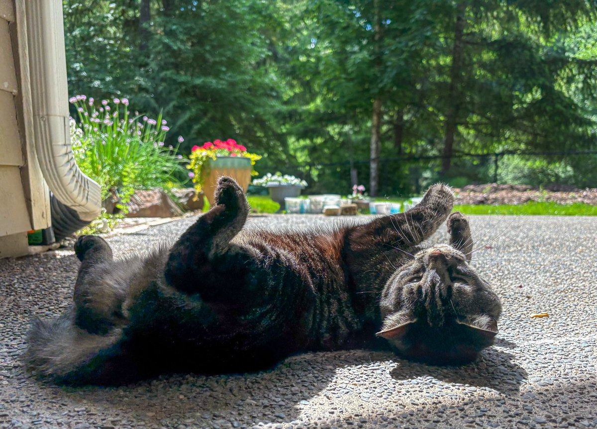 Minnie the Cat tweet media
