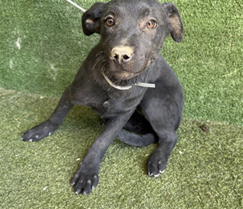 LancasterAnimalShelt tweet media