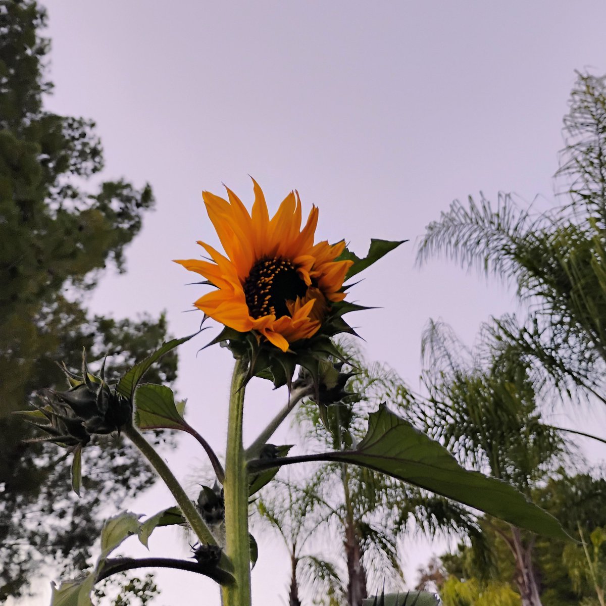 goad_solar's tweet photo. Over 10ft tall 😜 https://t.co/BiTvOCji9F