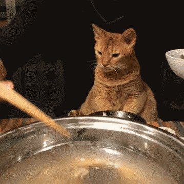 myranran's tweet photo. Just found my "urgent" work report labeled as "memes for cat lovers" in our shared drive. My intern asked why I was screaming and deleting files at 9 PM https://t.co/yN0xOzmN9q