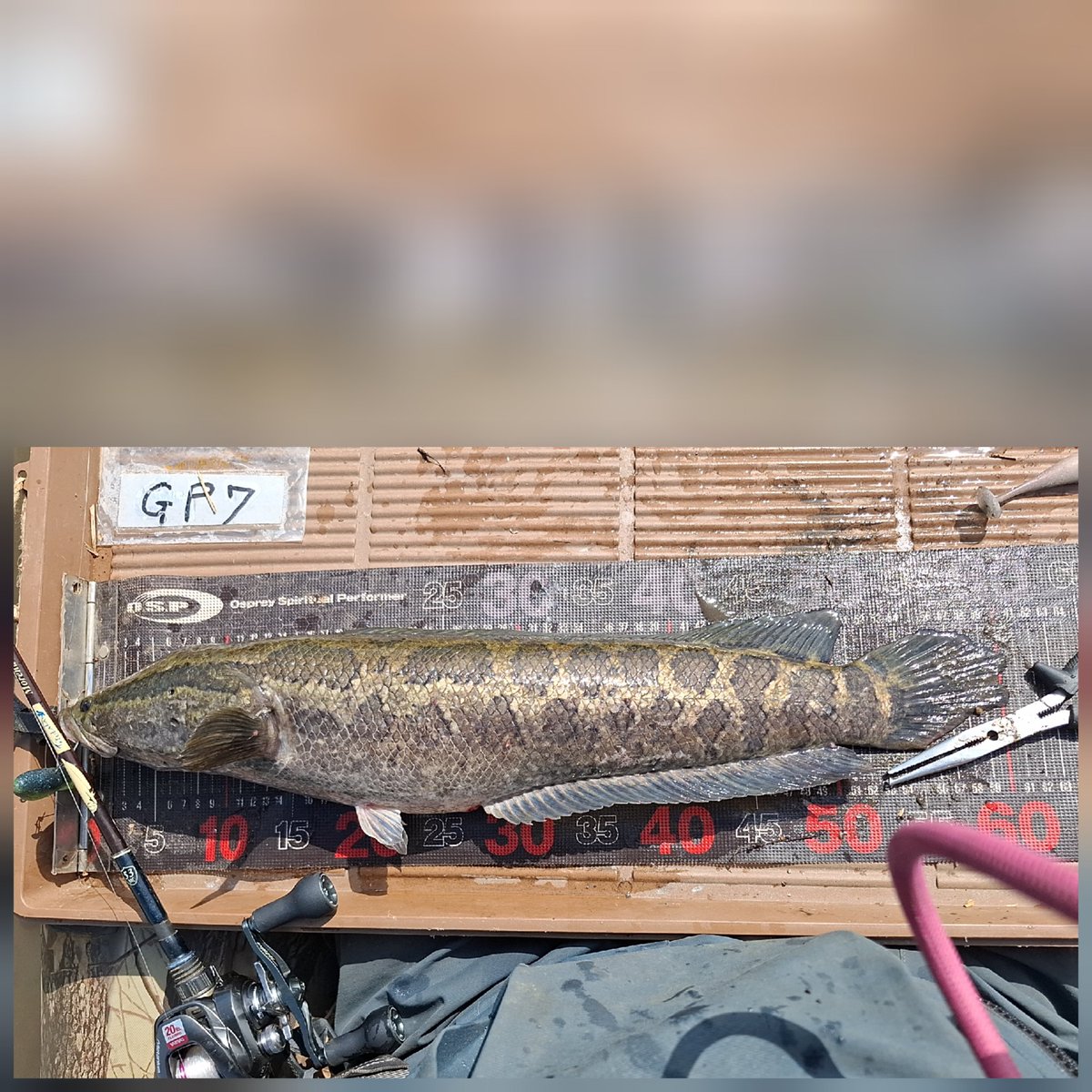 GERI_MORASHI_5's tweet photo. 昨日届いたバクシンスピナーベイトDIO(アカザリ)は入魂出来たけど雷魚が怖すぎ、もうしばらくは霞ヶ浦行かない😭
#バクシンスピナーベイトDIO
#PLOTZ https://t.co/dSCMfpacvc