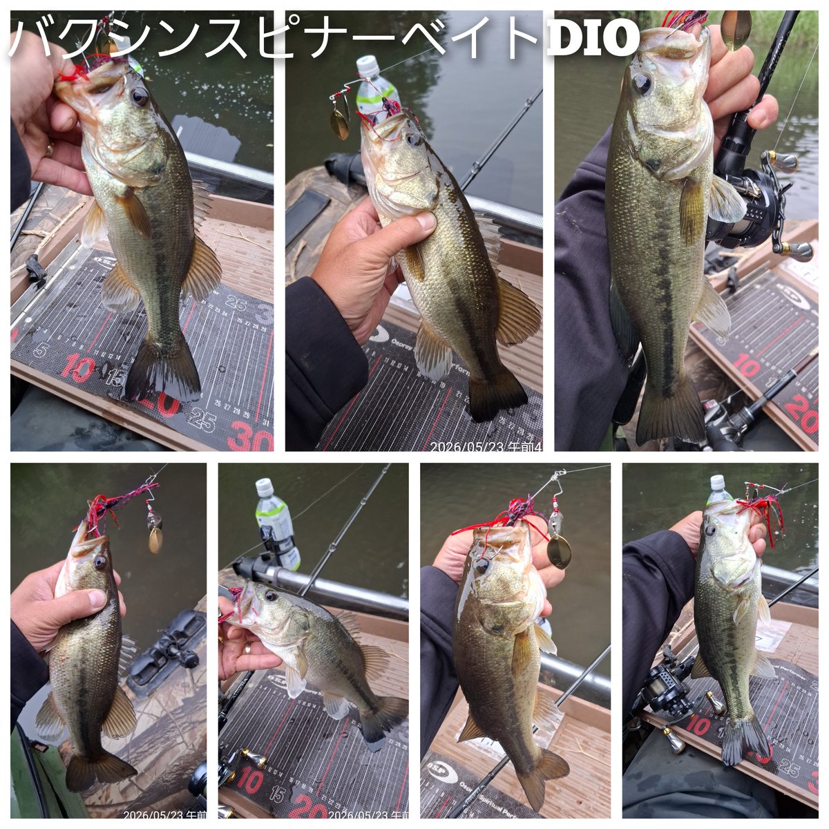 GERI_MORASHI_5's tweet photo. 昨日届いたバクシンスピナーベイトDIO(アカザリ)は入魂出来たけど雷魚が怖すぎ、もうしばらくは霞ヶ浦行かない😭
#バクシンスピナーベイトDIO
#PLOTZ https://t.co/dSCMfpacvc