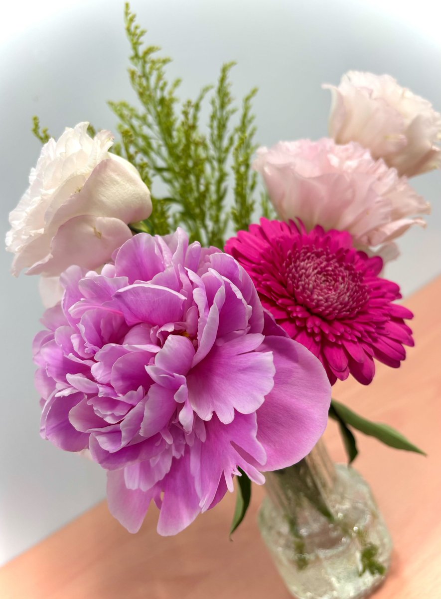 CONNECTkawasaki's tweet photo. 月曜日に届いたときは蕾だったシャクヤクが咲きました！！
「立てば芍薬、座れば牡丹、歩く姿は百合の花」のシャクヤクですが、とっても豪華でエレガントですね～(#^^#) https://t.co/673YzOipze