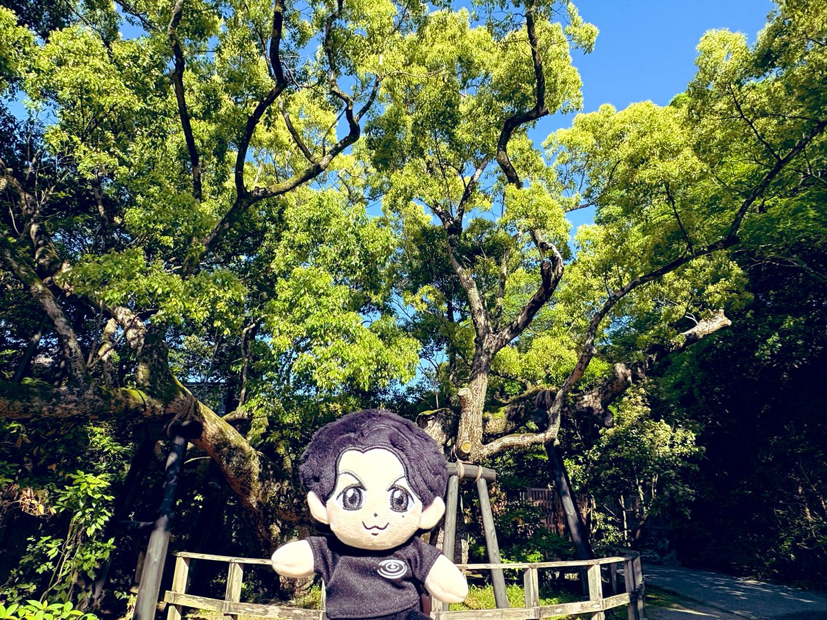 joywaveheart's tweet photo. 伊勢神宮の大楠「清盛楠」
着くと陽が射して一気に☀️平清盛の冠に枝が触れ一部を切ったのが由来。この楠はずっとここで人々の営みを見てきたんだな🥹繋がれた命、ちゃんと生きていこうと背筋が伸びました。樹齢千年超えだそう。伊勢でクスノキ千年の風に吹かれたのもとびきりの思い出に✨
#BROS1991 https://t.co/53tlvFTcvW
