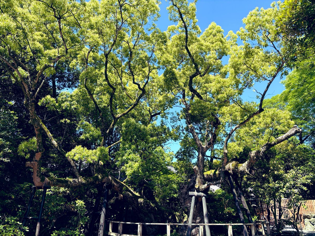 joywaveheart's tweet photo. 伊勢神宮の大楠「清盛楠」
着くと陽が射して一気に☀️平清盛の冠に枝が触れ一部を切ったのが由来。この楠はずっとここで人々の営みを見てきたんだな🥹繋がれた命、ちゃんと生きていこうと背筋が伸びました。樹齢千年超えだそう。伊勢でクスノキ千年の風に吹かれたのもとびきりの思い出に✨
#BROS1991 https://t.co/53tlvFTcvW