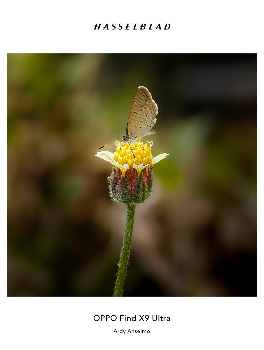 ardyanselmo's tweet photo. Find X9 Ultra's macro is good but still requires the teleconverter lens for better close up macro shots.

Edited in Lightroom

#photography #oppo https://t.co/KGWlPvwFg3