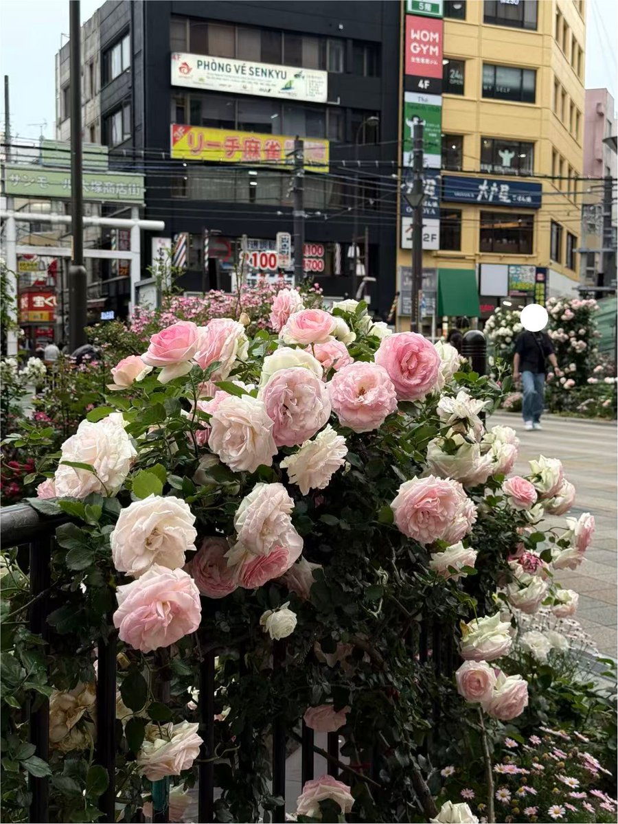 りえ🌷Joyread&Tapon tweet media