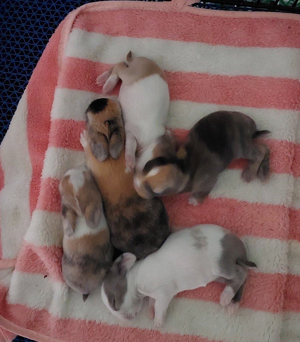 Onosei6's tweet photo. I wanted to share pictures of the little ones! They have fur now, aren't they adorable?

Taking care of them has been so tiring, but eventually kind people will adopt them. Once they're weaned, they'll have their new homes!😭 https://t.co/cN2GENh5hg