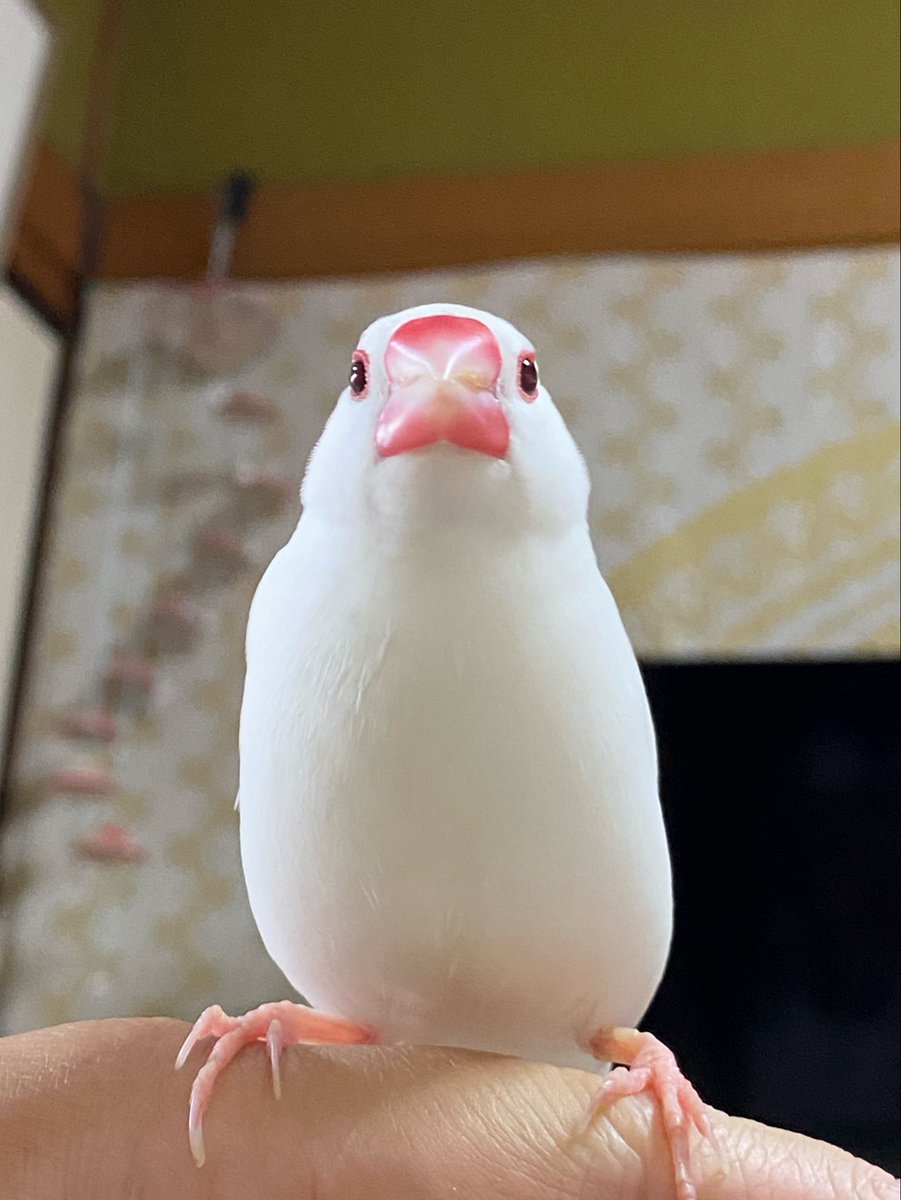 めお tweet media
