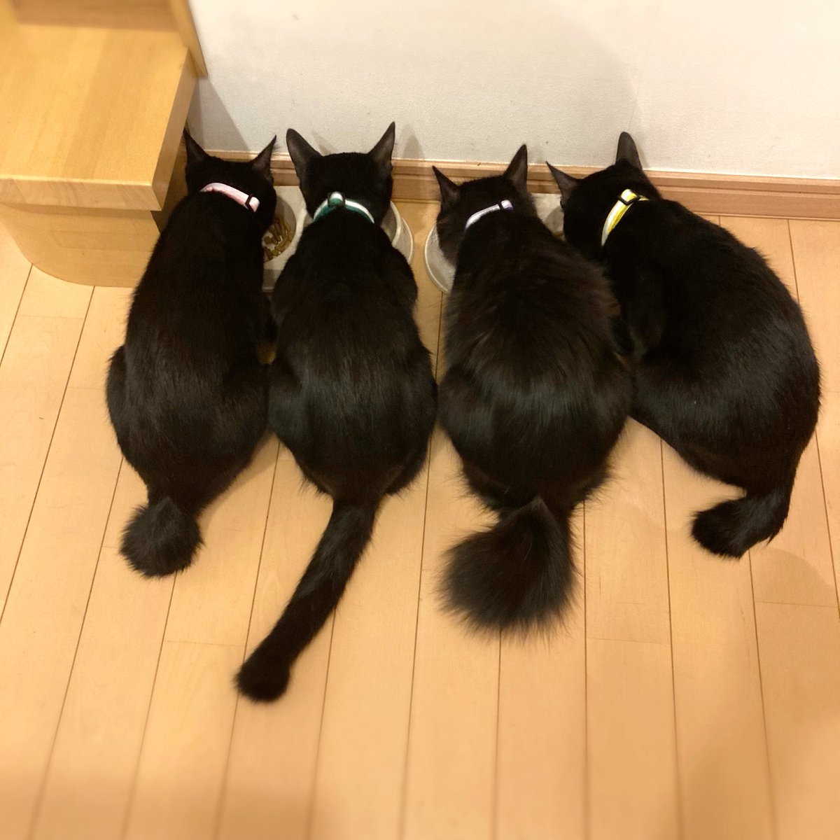 なっちゅ【黒猫家族】🐈⬛🪼 tweet media