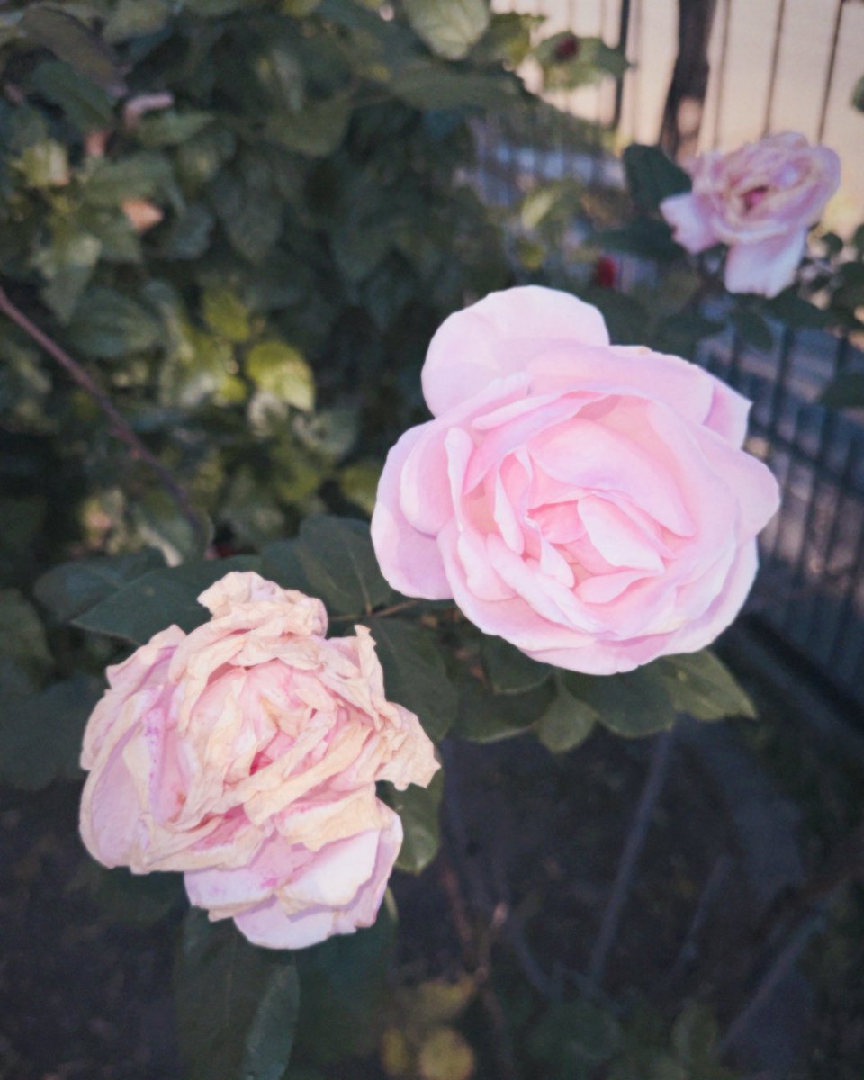 soydriki's tweet photo. the pics i took today . . .  𓊆ྀི❤︎𓊇ྀི https://t.co/LvPznmpkUa