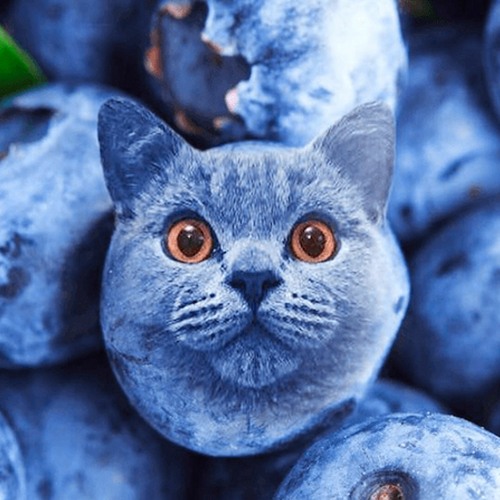 hotsoupie's tweet photo. SILLYCATS IS BEING ADDED TO FORTNITE https://t.co/W6RSzmtDEG