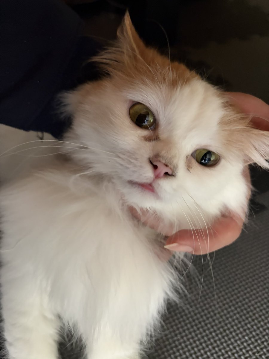 nitromarucat's tweet photo. くび撫でながらカメラの方に顔を向けさせられるにとろまる https://t.co/xYSaalgiLu